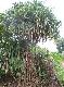 Pandanus tectorius ( 1 Shoot )