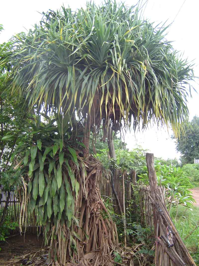 Pandanus tectorius ( 1 Shoot ) - คลิกที่นี่เพื่อดูรูปภาพใหญ่