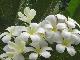 Samoan pluff Plumeria ( Sprouts )