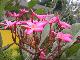 Duke Plumeria