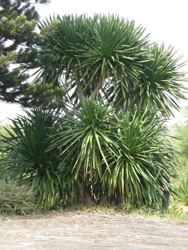 Dracaena lourieri - คลิกที่นี่เพื่อดูรูปภาพใหญ่