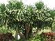 Dracaena lourieri