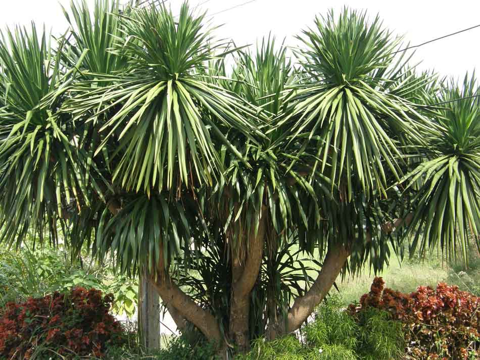 Dracaena lourieri - คลิกที่นี่เพื่อดูรูปภาพใหญ่