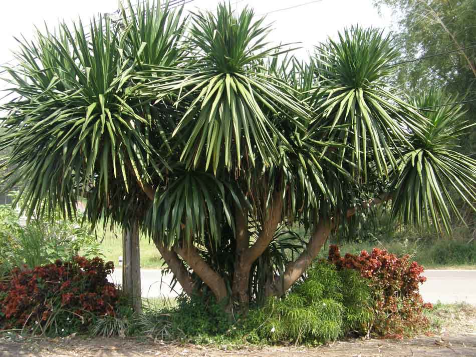 Dracaena lourieri - คลิกที่นี่เพื่อดูรูปภาพใหญ่