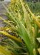 Crinum thaianum