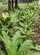 Hymenocallis litoralis( Sprouts )