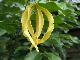 Desmos chinensis