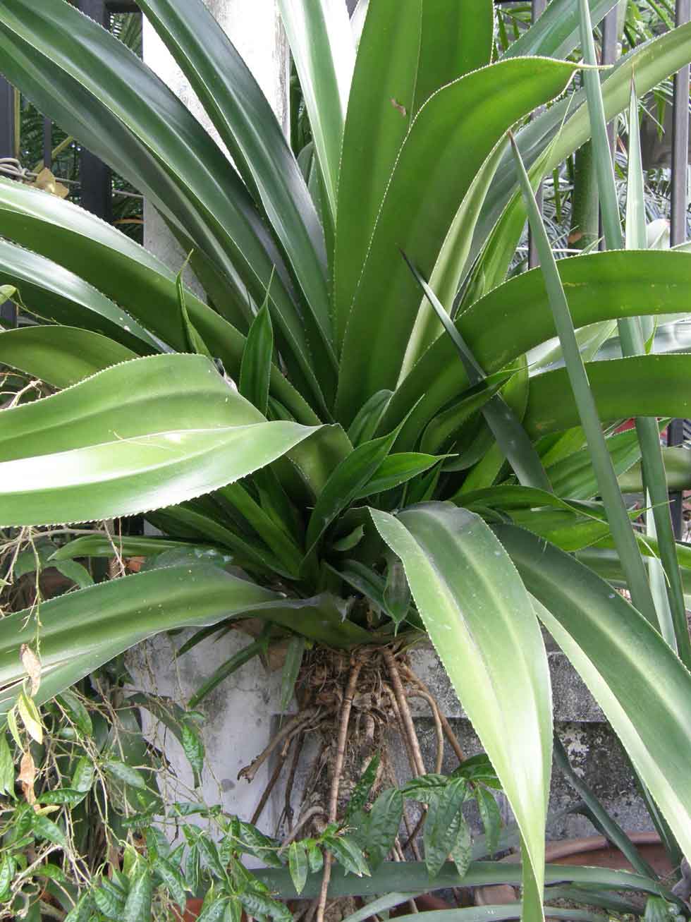 Pandanus pacifica ( 1 Shoot ) - คลิกที่นี่เพื่อดูรูปภาพใหญ่