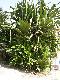 Pandanus pacifica ( 1 Shoot )