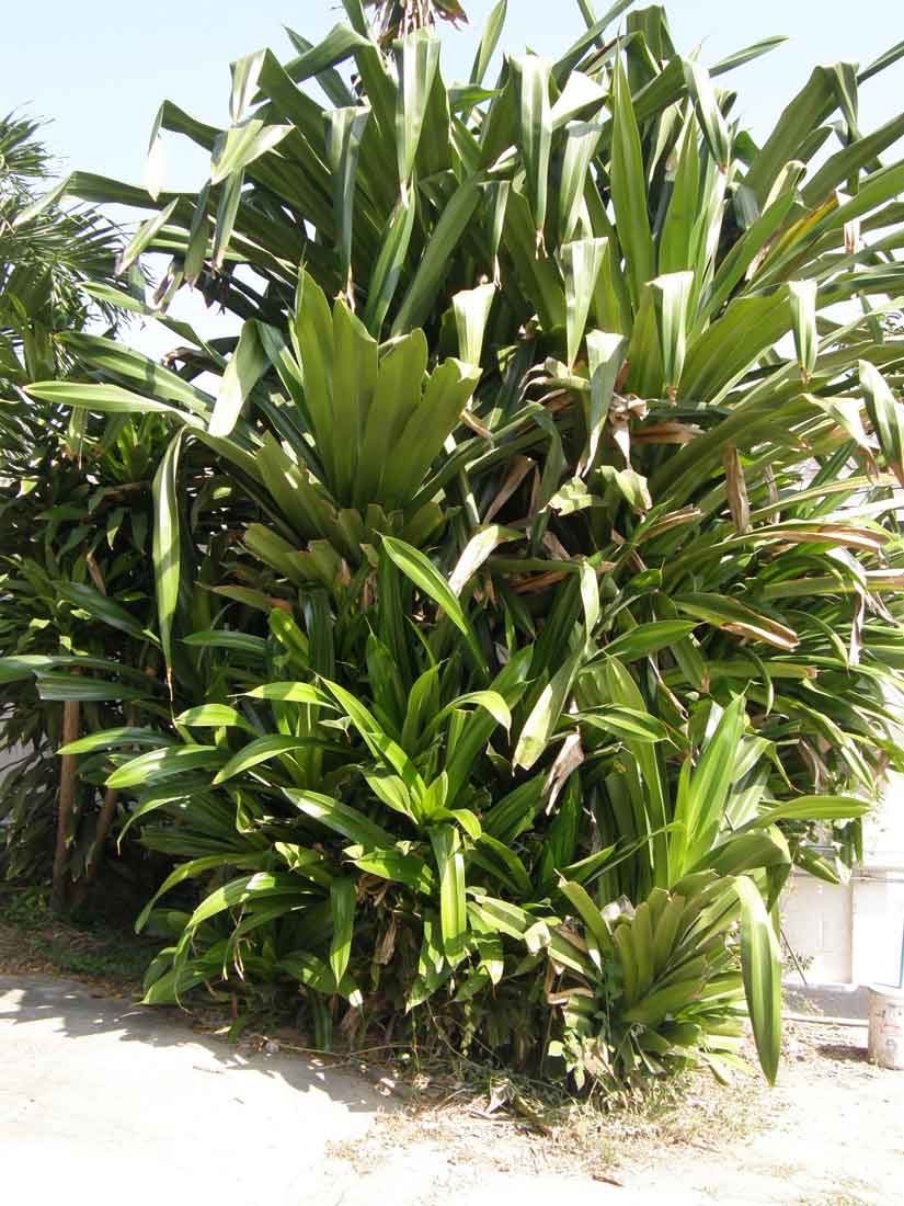 Pandanus pacifica ( 1 Shoot ) - คลิกที่นี่เพื่อดูรูปภาพใหญ่
