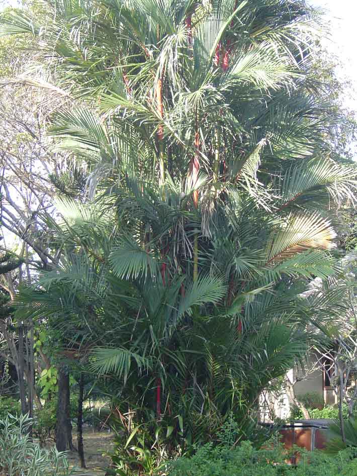 Cyrtostachys renda ( 30 Sprouts ) - คลิกที่นี่เพื่อดูรูปภาพใหญ่