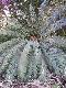 Cycas macrocarpa ( Top Peninsula Sp. 1 ) ( 1 seed )