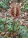 Amorphophallus kachinensis ( Sprouts seeds )