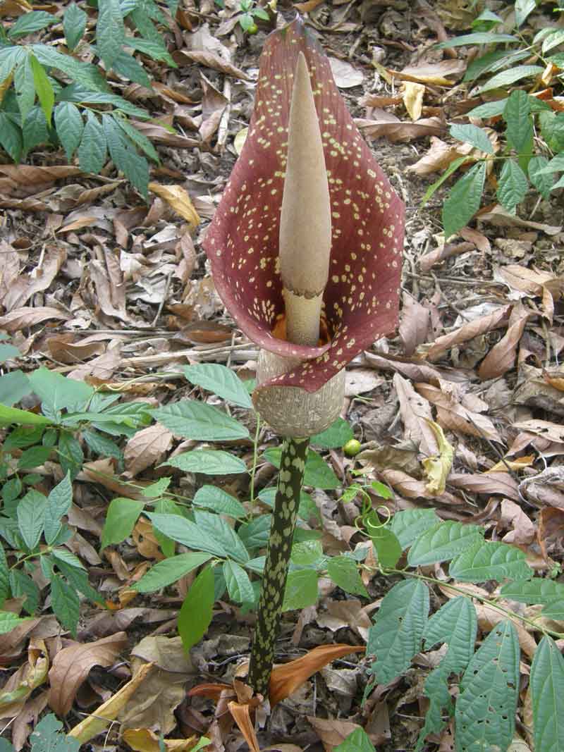 Amorphophallus kachinensis ( Sprouts seeds ) - คลิกที่นี่เพื่อดูรูปภาพใหญ่