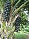 Palm Borassodendron machadonis Garden
