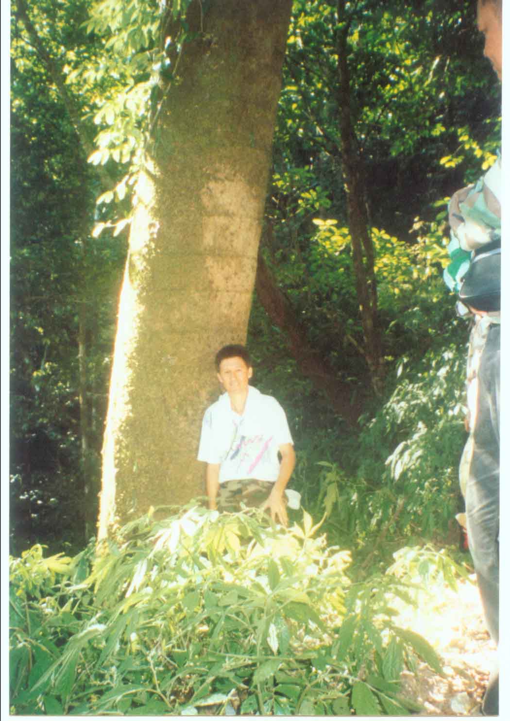 Palm Caryota gigas Garden - คลิกที่นี่เพื่อดูรูปภาพใหญ่