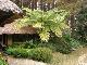 Fern Garden