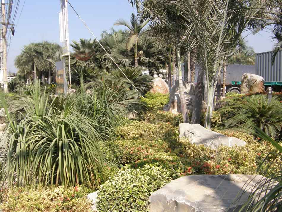 Rock Garden - คลิกที่นี่เพื่อดูรูปภาพใหญ่