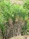 Pandanus edible ( 1 Shoot )