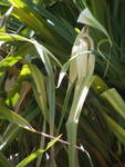 Pandanus tectorius ( 1 Shoot ) - คลิกที่นี่เพื่อดูรูปภาพใหญ่