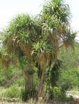 Pandanus tectorius ( 1 Shoot ) - คลิกที่นี่เพื่อดูรูปภาพใหญ่
