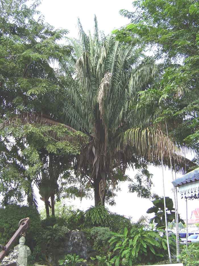 Attalea cohune ( 1 sprouts seed ) - คลิกที่นี่เพื่อดูรูปภาพใหญ่