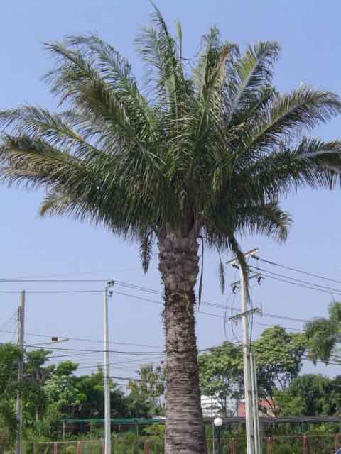 Attalea cohune ( 1 sprouts seed ) - คลิกที่นี่เพื่อดูรูปภาพใหญ่