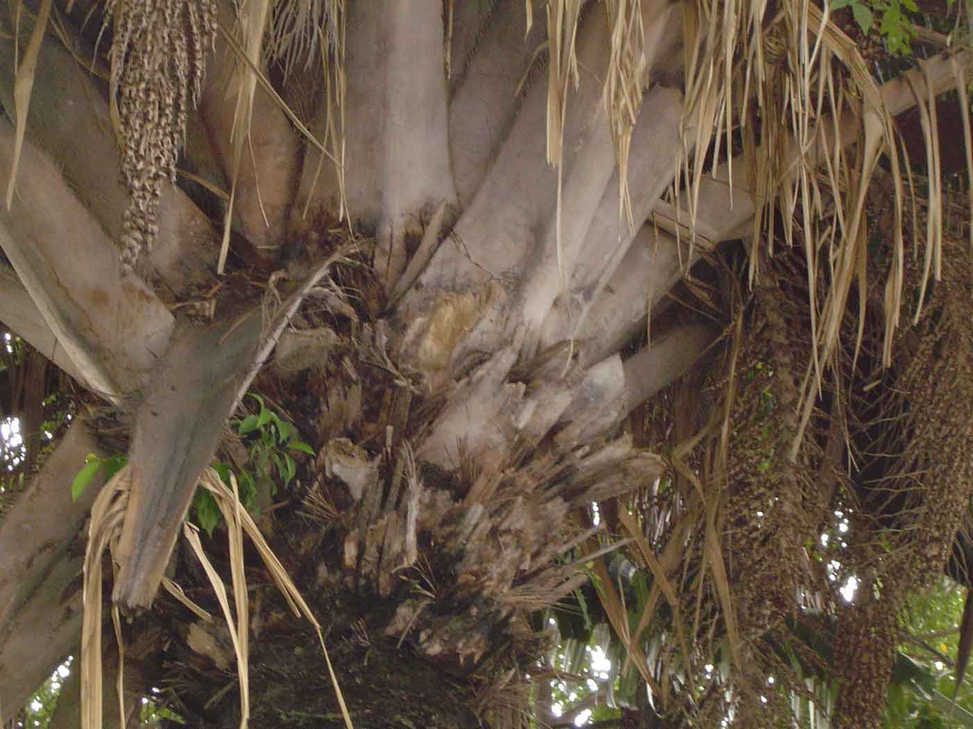Attalea cohune ( 1 sprouts seed ) - คลิกที่นี่เพื่อดูรูปภาพใหญ่