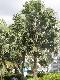 Bismarckia mayotte ( 1 sprouts seeds )