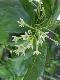 Cestrum nocturnum