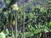 Areca catechu ( 1 Sprouts )