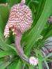 Pandanus avoid long fruit