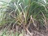Pandanus stellatus ( 1 Shoot )