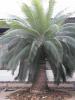 Cycas chamaoensis ( 1 seed )