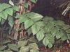 Korthalsia ferox ( 1 Sprouts seeds )