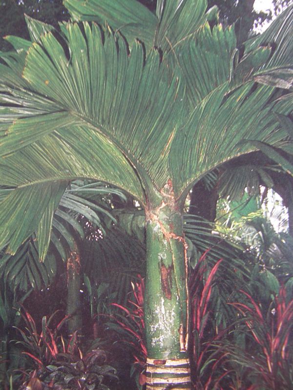 Areca catechu ( Dwarf ) ( 1 Sprouts ) - คลิกที่นี่เพื่อดูรูปภาพใหญ่