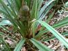 Pandanus Sp. (draft)