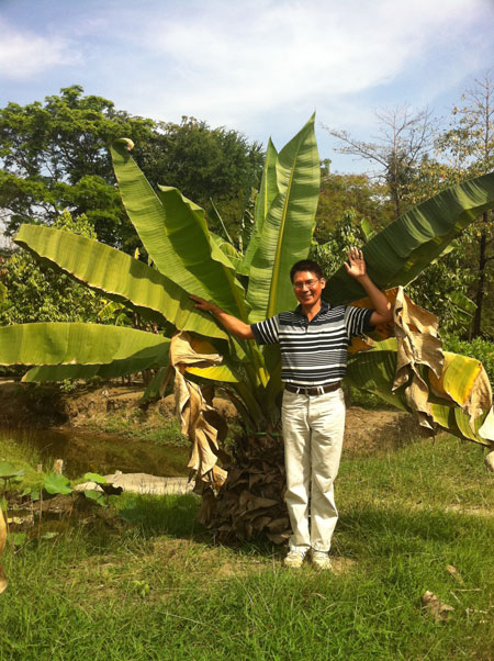 Ensete superbum - คลิกที่นี่เพื่อดูรูปภาพใหญ่