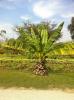 Ensete superbum