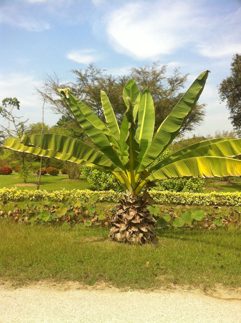 Ensete superbum - คลิกที่นี่เพื่อดูรูปภาพใหญ่