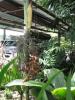 Areca No. 6 (1 Sprouts seed )