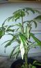 Caryota mitis (Variegated leaves ) ( 1 Seeding )