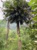 Cycas mountain  1 ( 1 Sprouts seeds )
