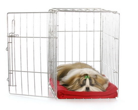 ห้องนอนของสุนัขชิสุ: กรง, ที่นอนสุนัข, หรือ เตียงของคุณ