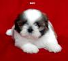 ลูกสุนัขเกิดวันที่ 29/11/2554 - M2