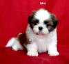 ลูกสุนัขเกิดวันที่ 29/11/2554 - M4