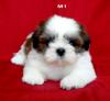 ลูกสุนัขเกิดวันที่ 29/11/2554 - M1
