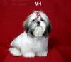 ลูกสุนัขเกิดวันที่ 8/12/2555 - M1