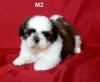 ลูกสุนัขเกิดวันที่ 2/04/2556 - M2