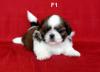 ลูกสุนัขเกิดวันที่ 3/05/2556 - F1